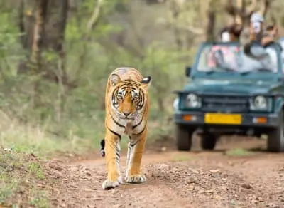Rajasthan Luxury Wildlife Tour